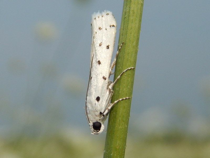 Crambidae da ID